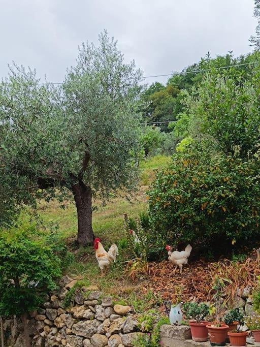 Alloggio Intero In Casa Contadina Nel Verde Ai Piedi Della Majella - Agricasa Caprafico Casoli  Buitenkant foto
